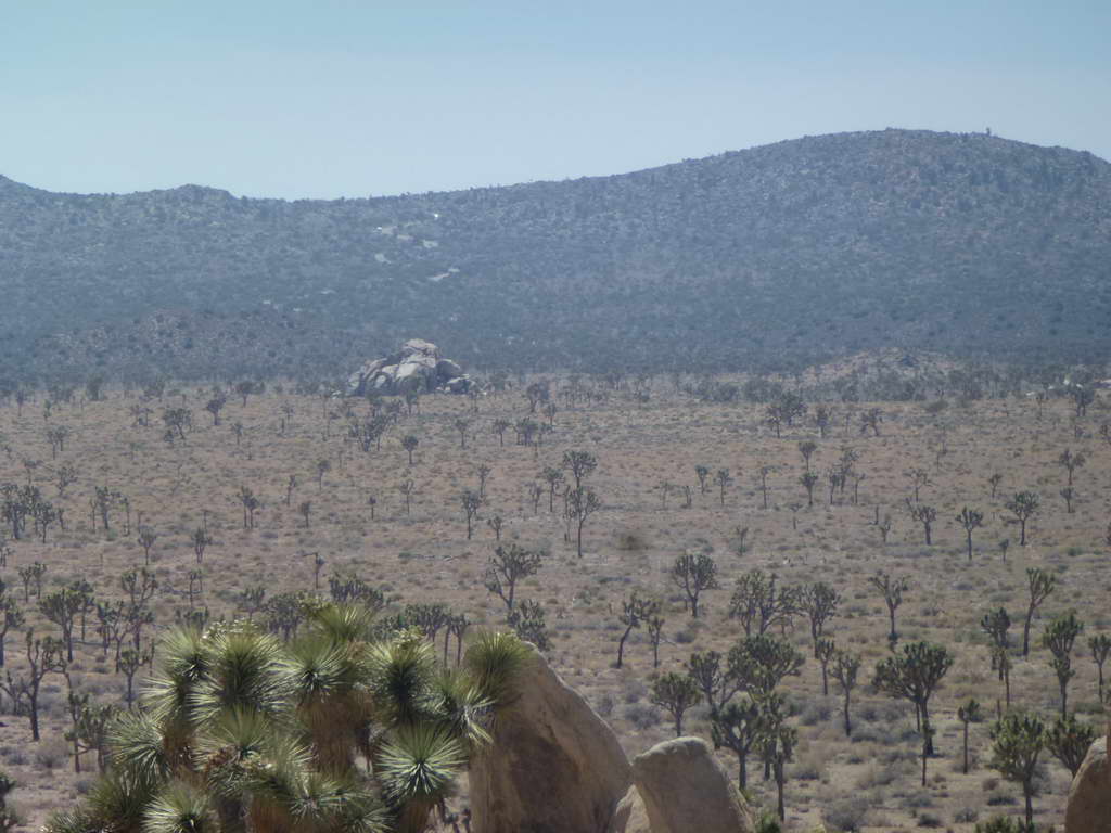 Joshua Tree National Park